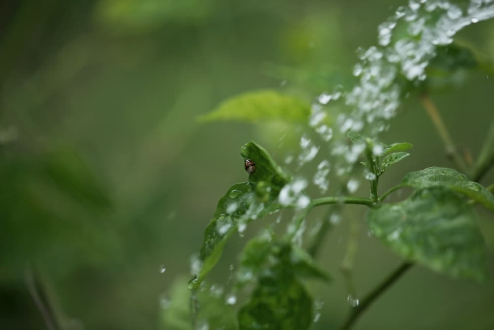 water being poured onto pepper plants