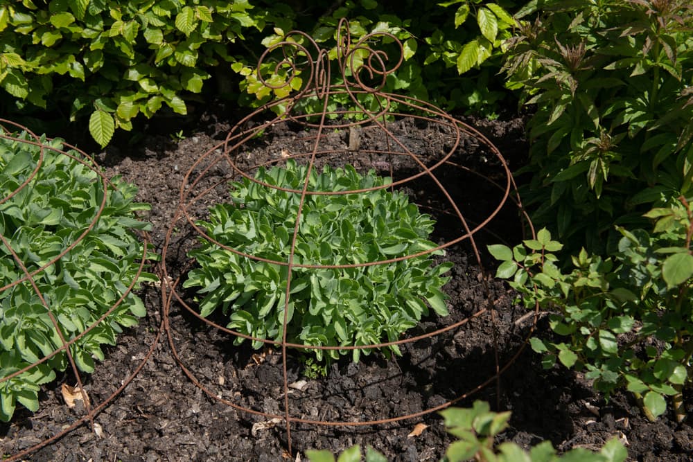 stonecrop plant surrounded by a metal frame used to support new growth