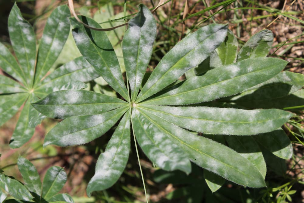 fungal disease on a large fan-shaped lupin leaf