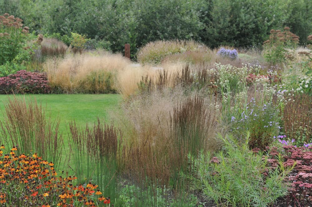perennial meadow parkland with late flowering plants and grasses