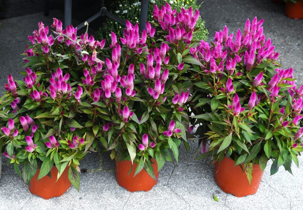 pink flowering cockscomb plants growing in pots