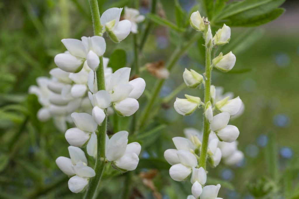 close-up of the rounded white flowers from an everlasting pea 'white pearl' plant growing on long stems