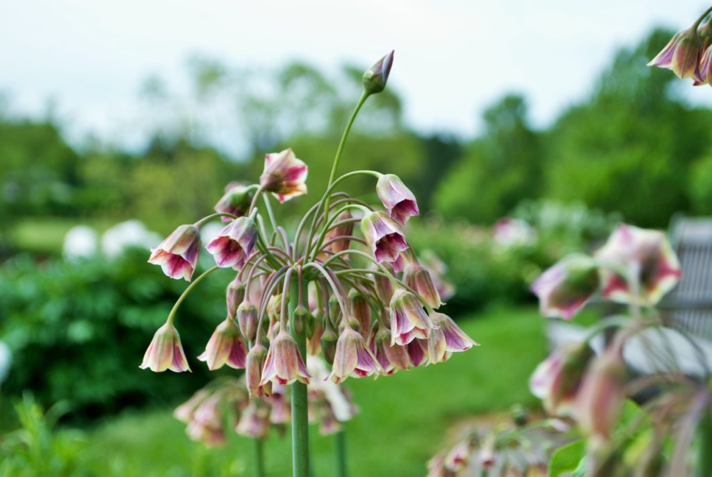 Sicilian honey garlic plant with many bell-shaped pink flowers arching from thin stems