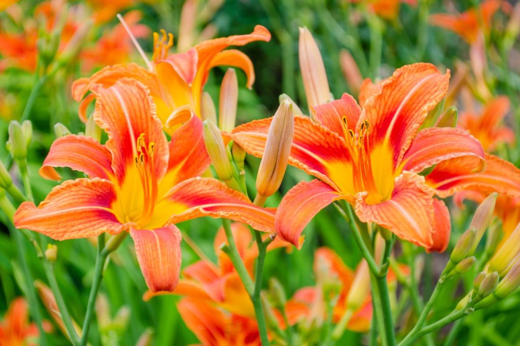 trumpet-shaped orange blooms of a Hemerocallis fulva plant