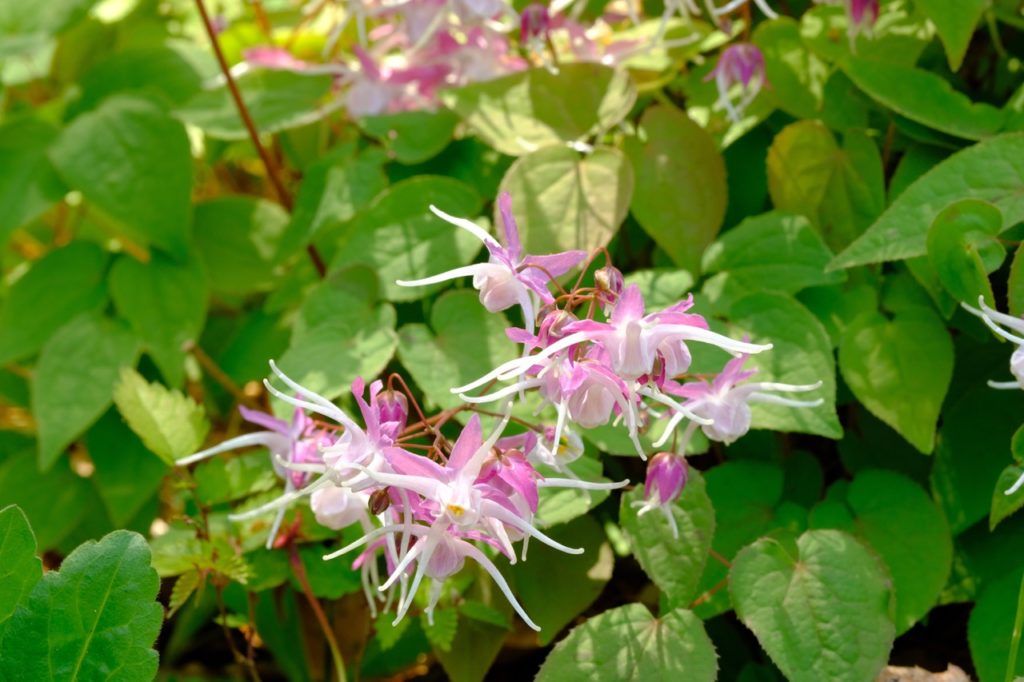 large-flowered barrenwort with sprays of pink and white flowers and heart-shaped green leaves
