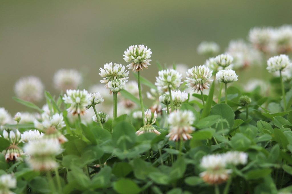 white clover plants with round white flowers