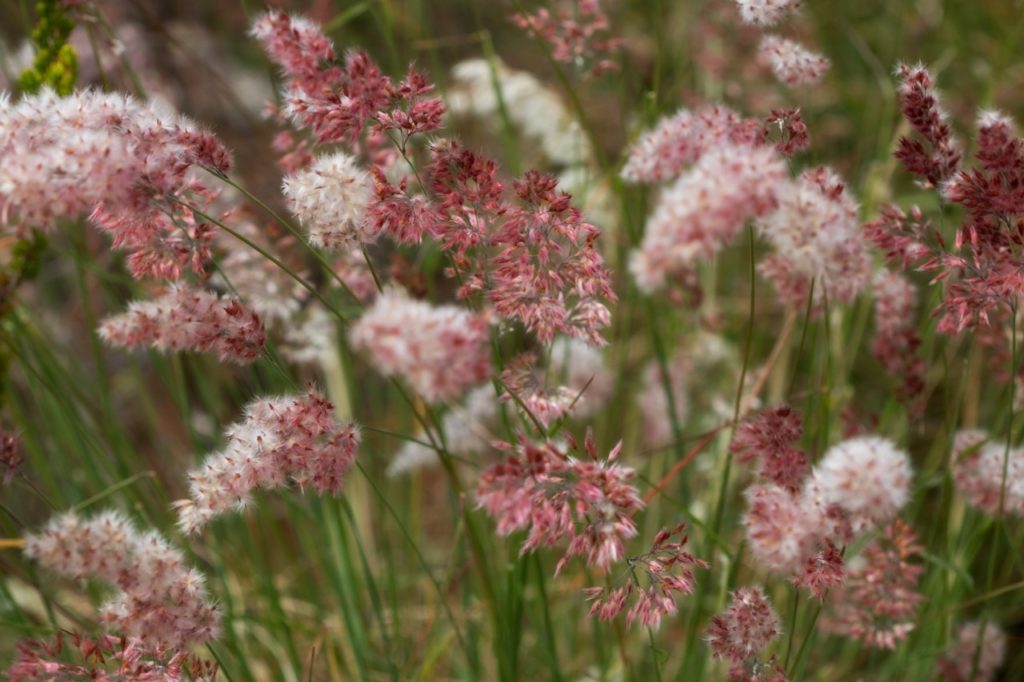 ruby grass with wispy pink and white flowers growing outdoors