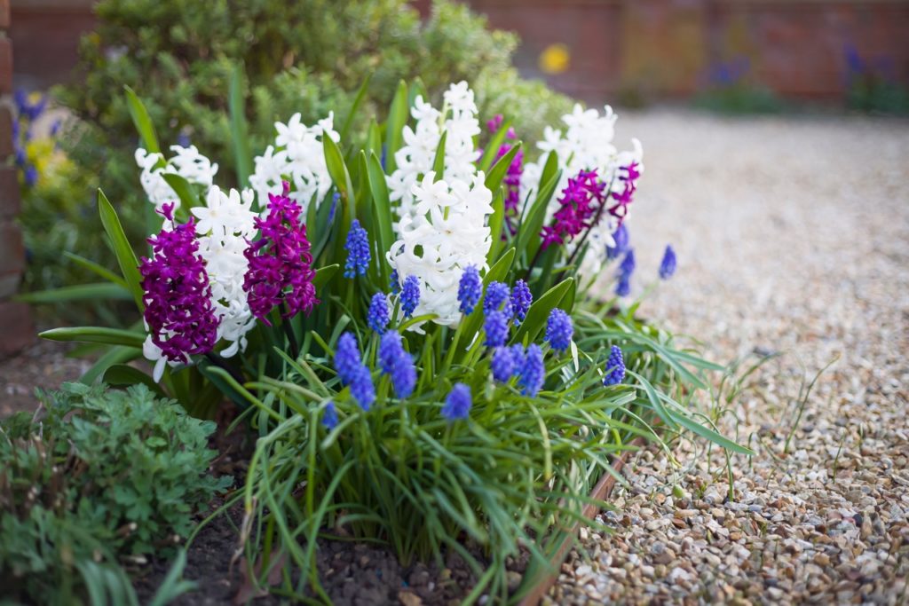 white and purple hyacinths growing in a garden bed next to a path with blue muscari