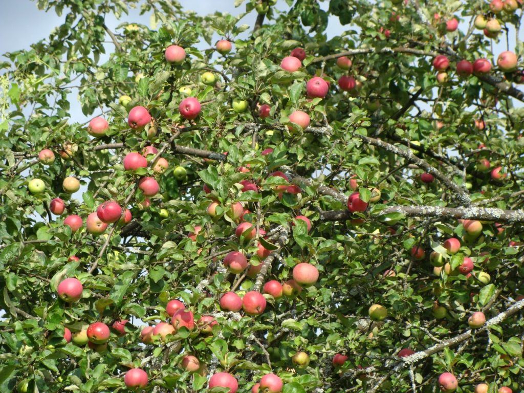 apple tree bearing an array of round red fruits from its woody branches