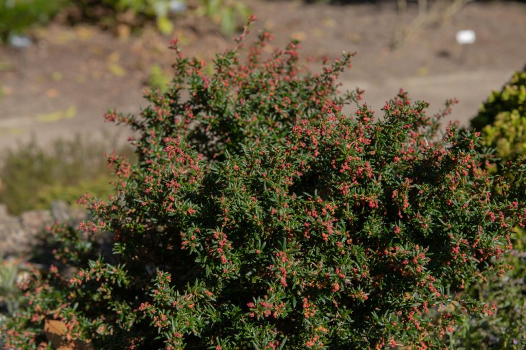 shrubby Berberis x stenophylla 'Corallina Compacta' plant