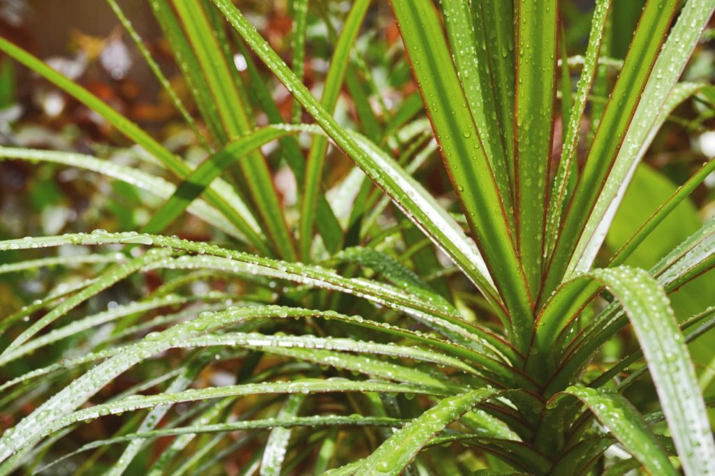 cordyline plant with green leaves edged with red and covered in raindrops