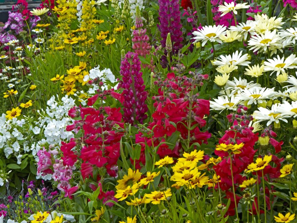 coreopsis, penstemon, lupins and other flowering plants in an overcrowded herbaceous border