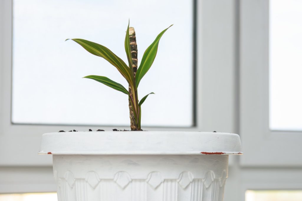 cordyline cutting with a few thin green leaves growing from a white pot indoors