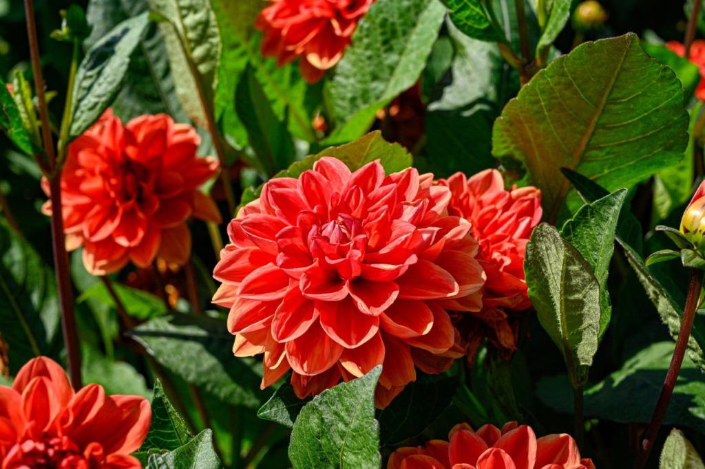 dahlia 'orange nugget' flowers