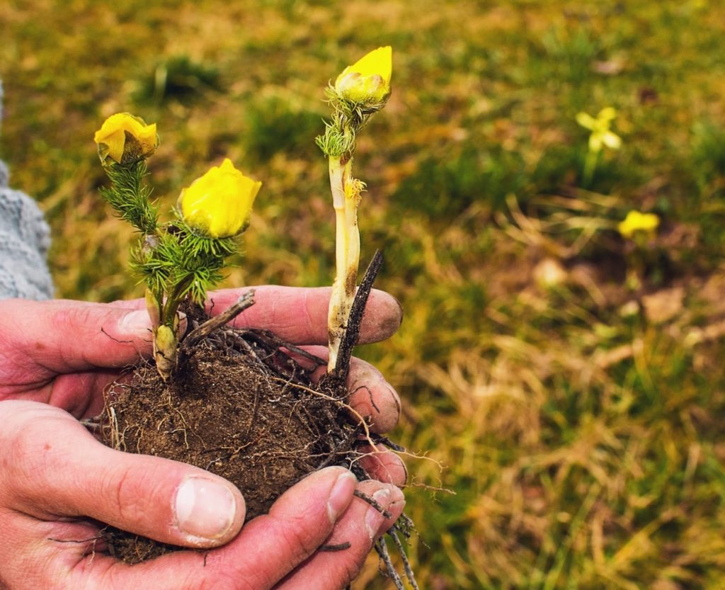 hands holding a small anemone plant with yellow flowers by its soil-covered roots