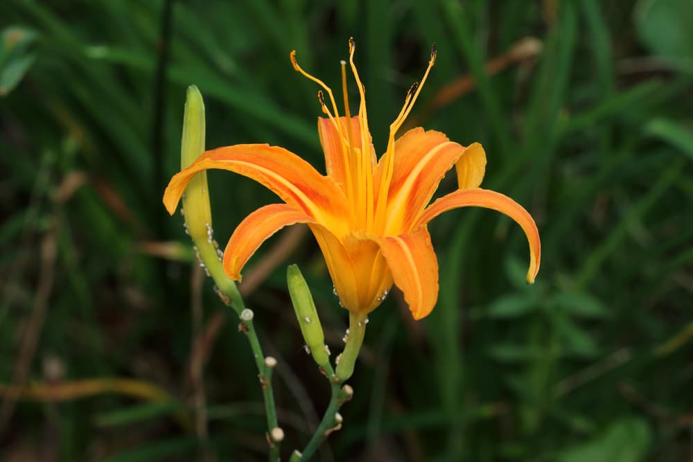 orange flowering daylily covered in aphids