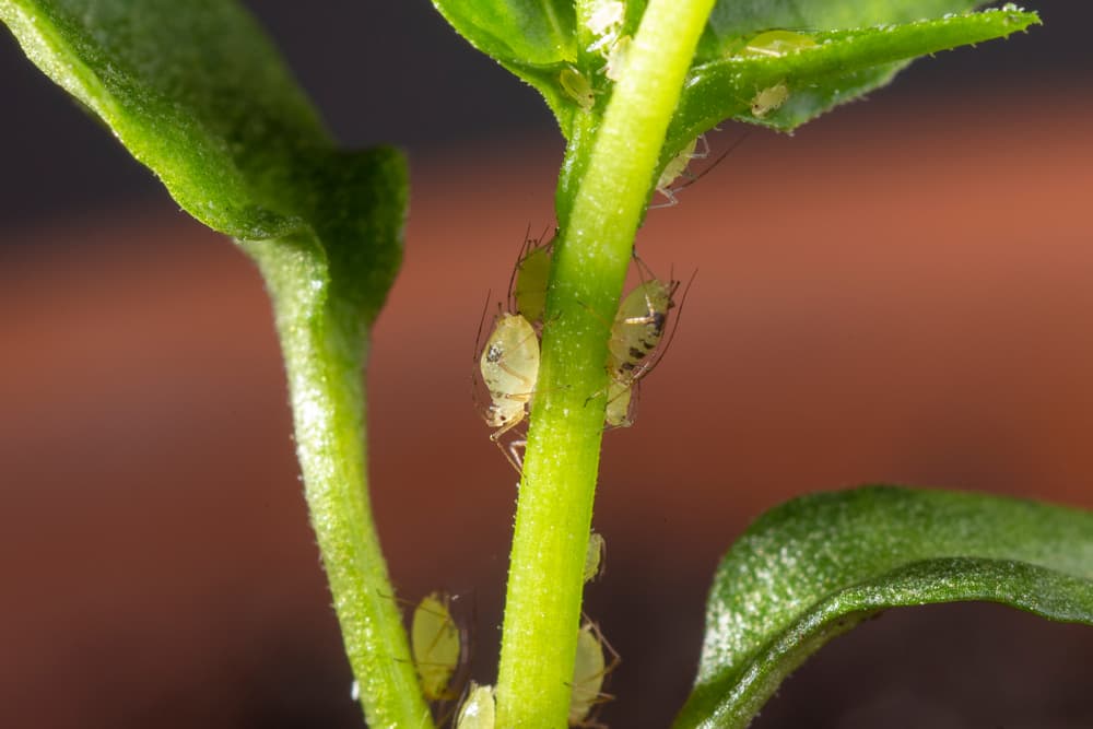 magnified view of aphids on the stem of a chilli plant