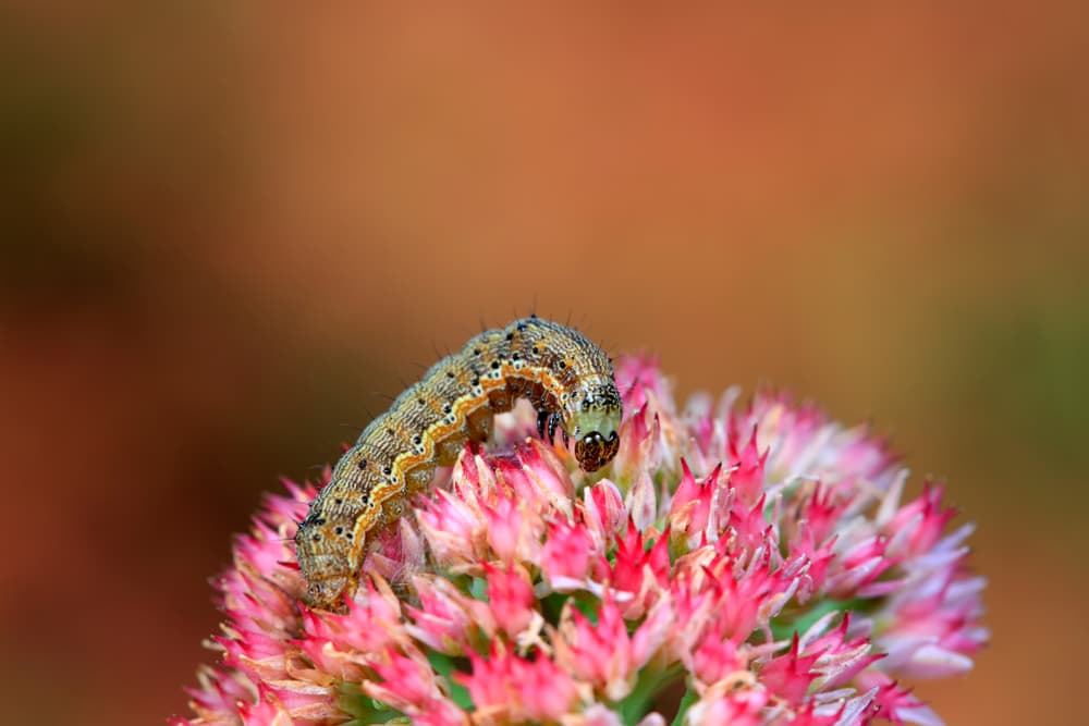 magnified view of caterpillar sat on the pink flowers of a stonecrop plant