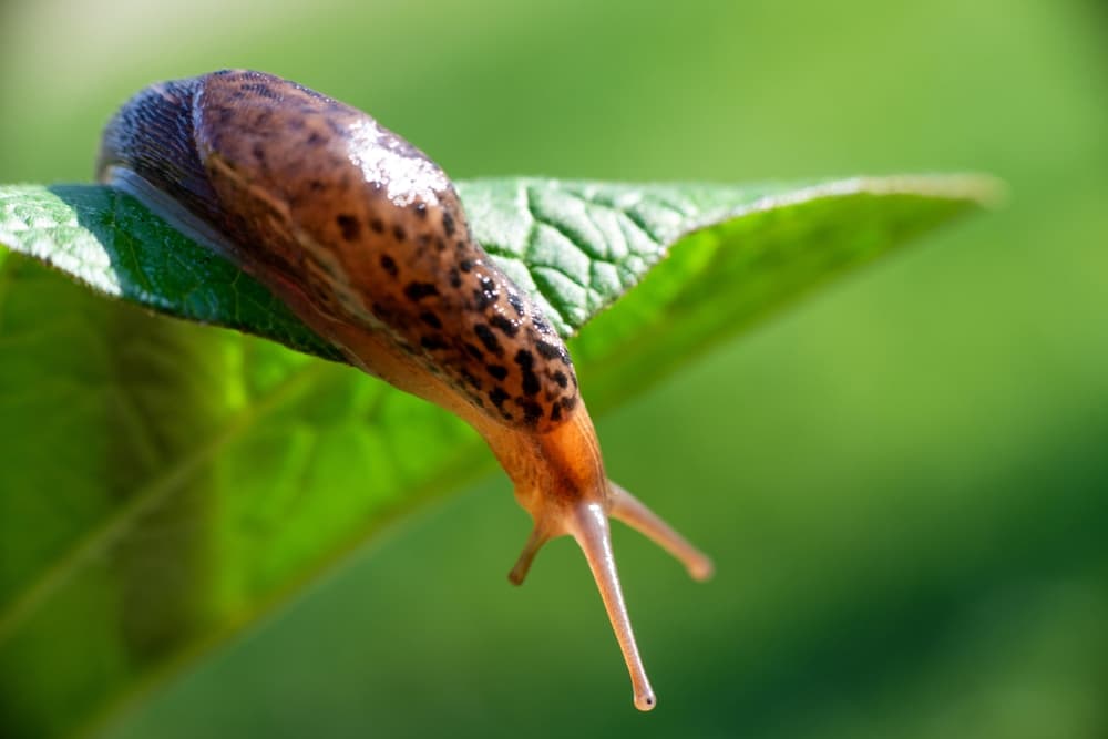 magnified view of slug on plant foliage