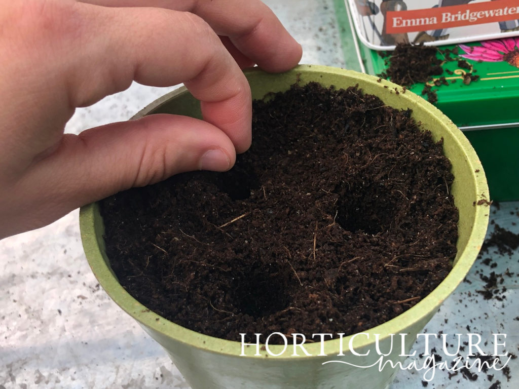 someone planting sweet pea seeds into holes in the soil of a pot on a garden work surface inside