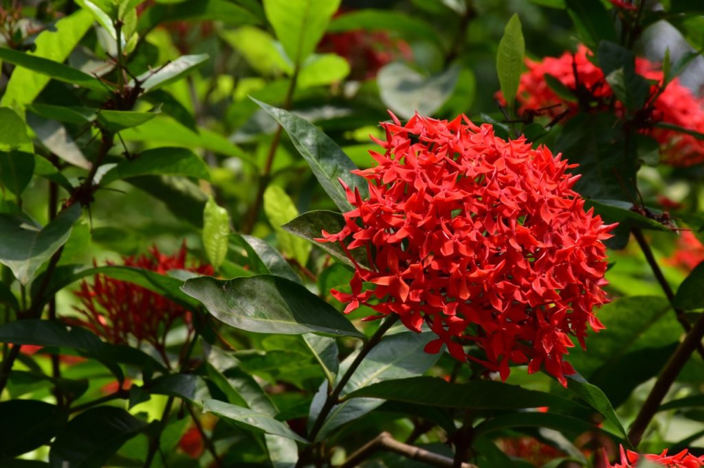 burning love plant with clusters of red flowers
