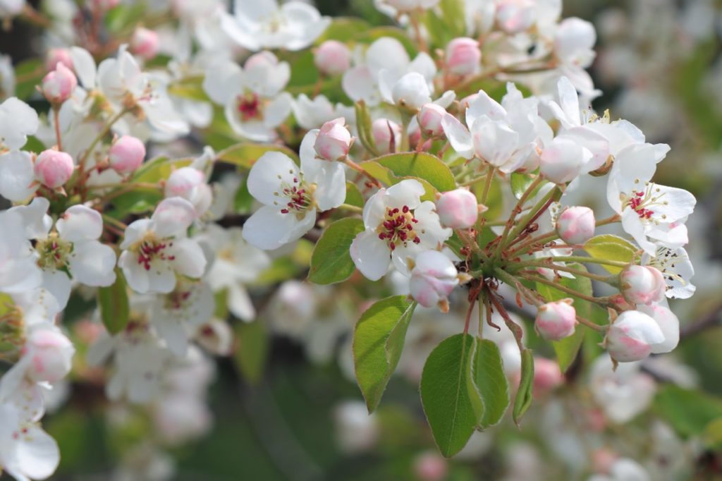 pink and white apple blossom from a malus domestica 'discovery' tree