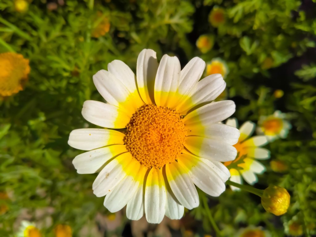 Chrysanthemum coronarium with white petals tinted yellow on the inside