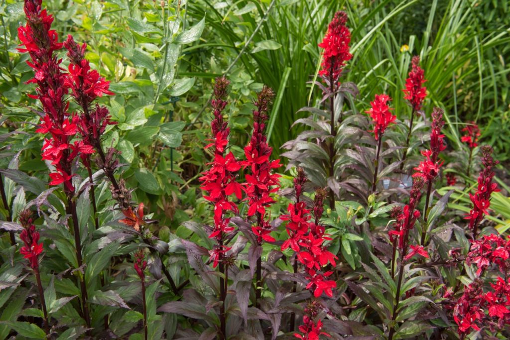 Lobelia cardinalis 'Queen Victoria' varietal with red inflorescences on upright spires and purple-green ovate leaves