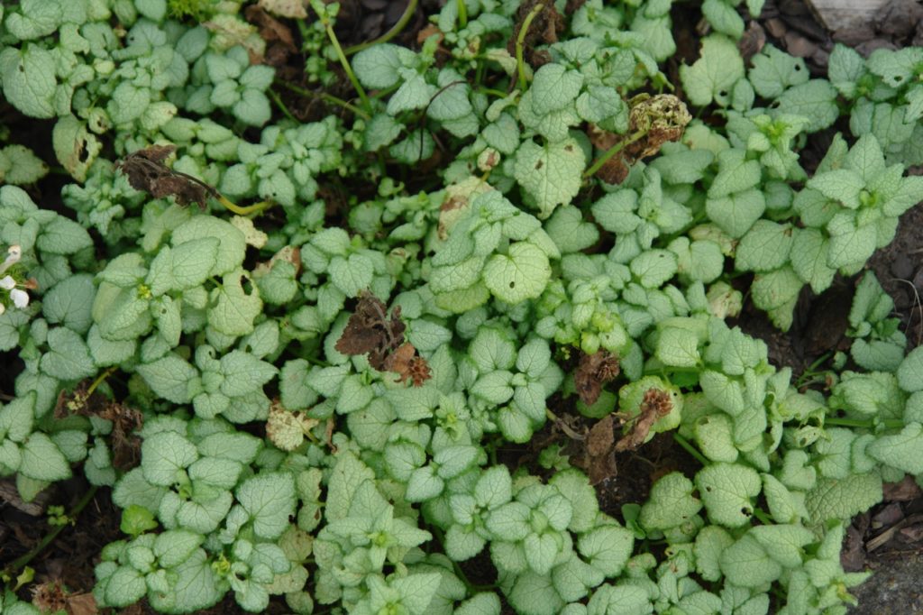 spotted deadnettle plant with light green leaves growing from the ground outdoors