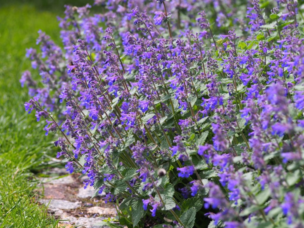 purple and blue flowering catmint shrub growing in a garden border next to a lawn