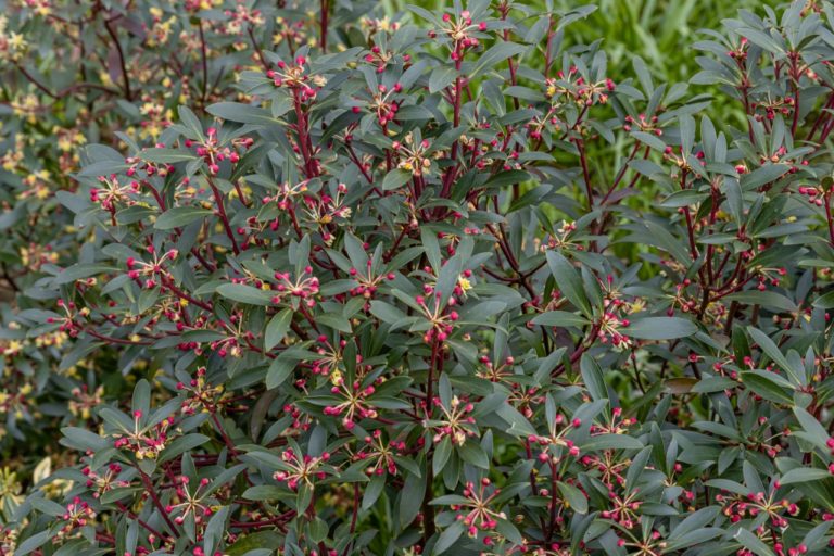 20 Captivating Plants With Red Stems Horticulture.co.uk