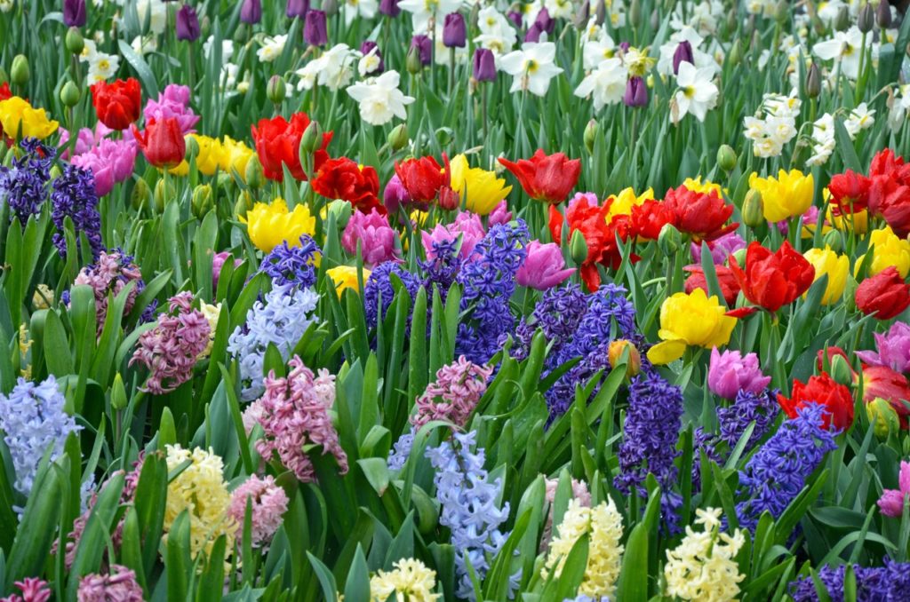 tulips, daffodils and hyacinths in shades of blue, pink, yellow, red and white growing in a field