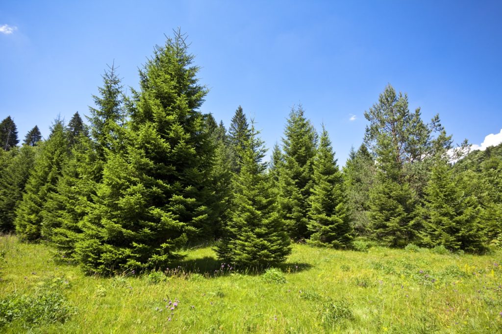 lots of green-leaved, coniferous pine trees growing in a field in front of a bright blue sky