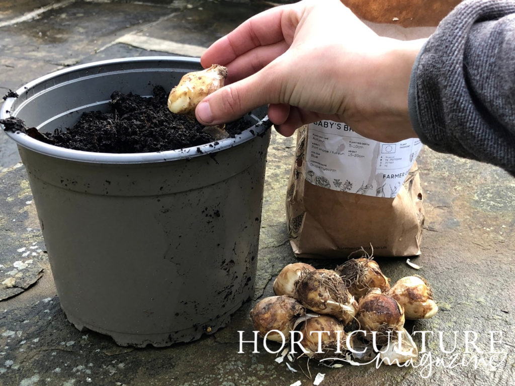 someone placing a muscari bulb into a container full of moist soil