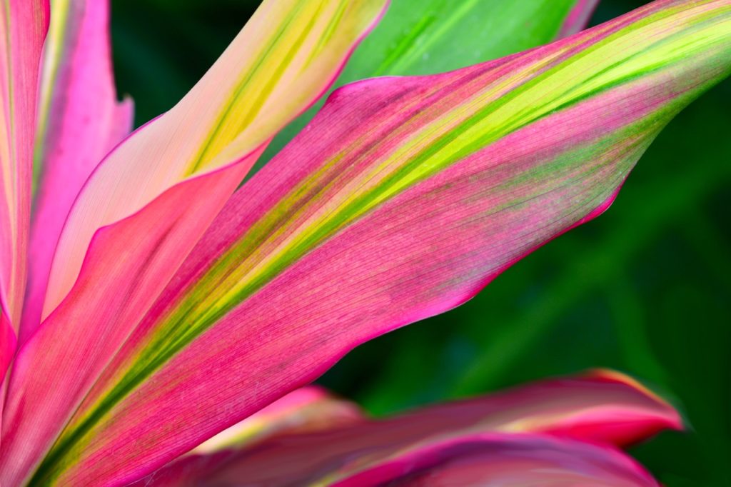 close-up of the pink and green variegated leaf from a cordyline fruticosa 'kiwi' shrub