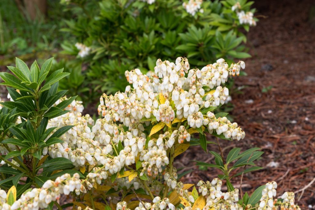 P. japonica 'Prelude' with white flowers, some of which are tinged in pink, and green leaves growing outside from mulched ground