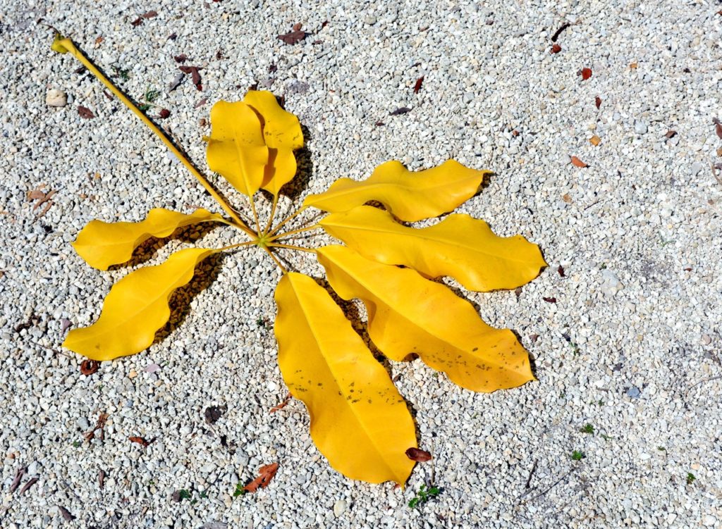 a yellow Umbrella plant leaf lying on the floor outside