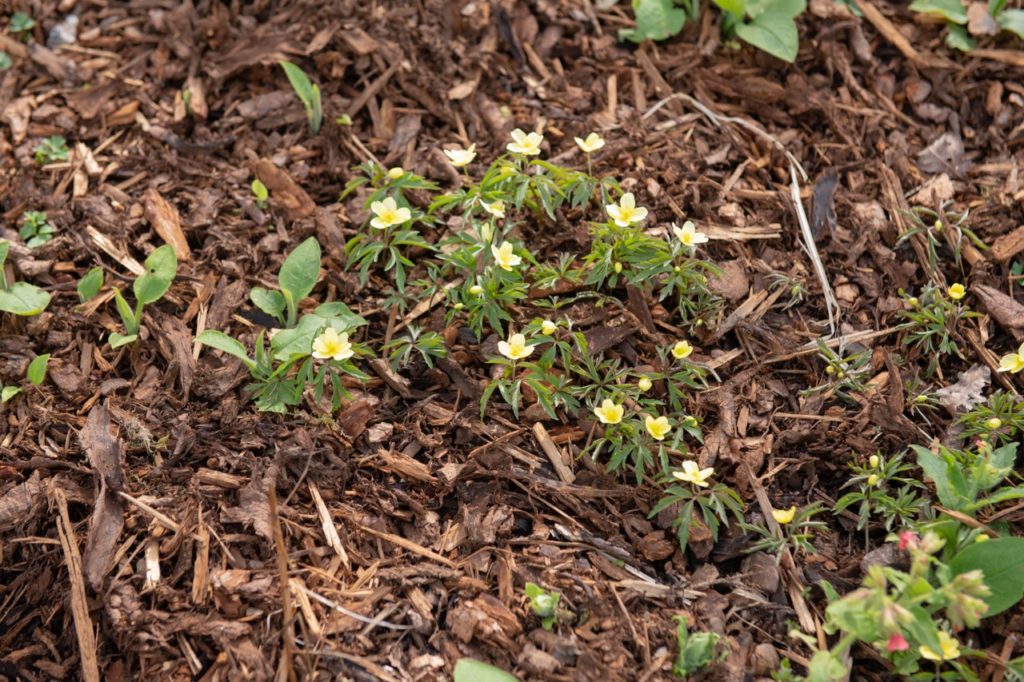 white flowering anemone shrub with yellow centres growing in wood chips