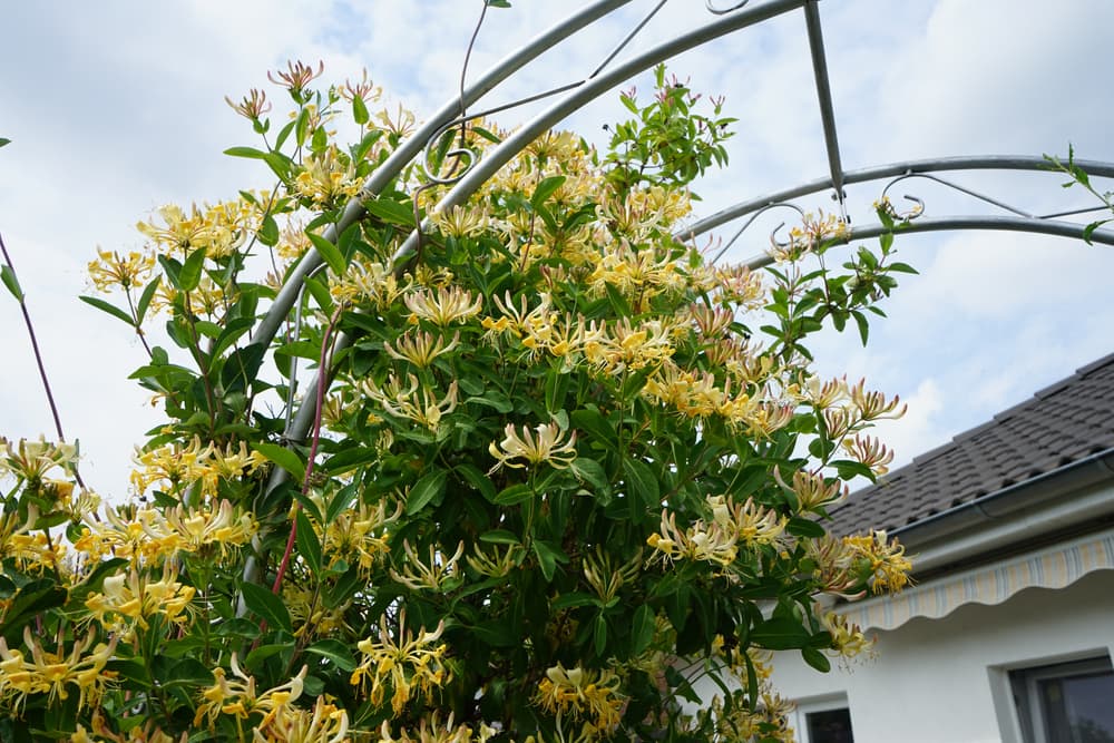 common honeysuckle growing up a large trellis archway in the garden