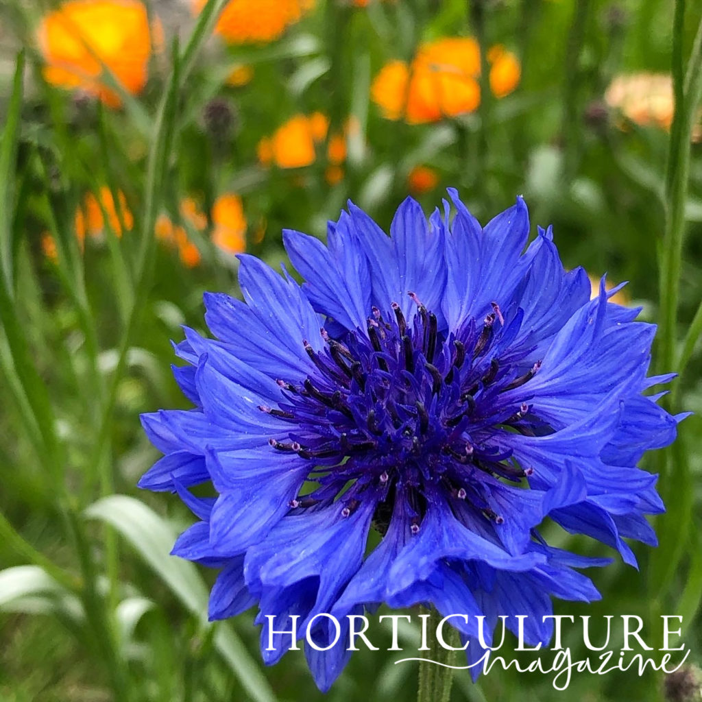 close-up of the blue flowering head of a cornflower plant growing outside in front of orange flowering wildflowers
