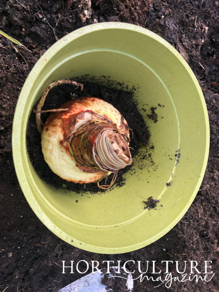 a green container with a thin layer of compost at the bottom and an amaryllis bulb that has been placed inside it 