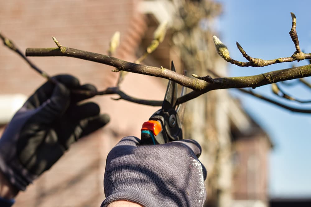 secateurs being used to prune branches of a magnolia tree