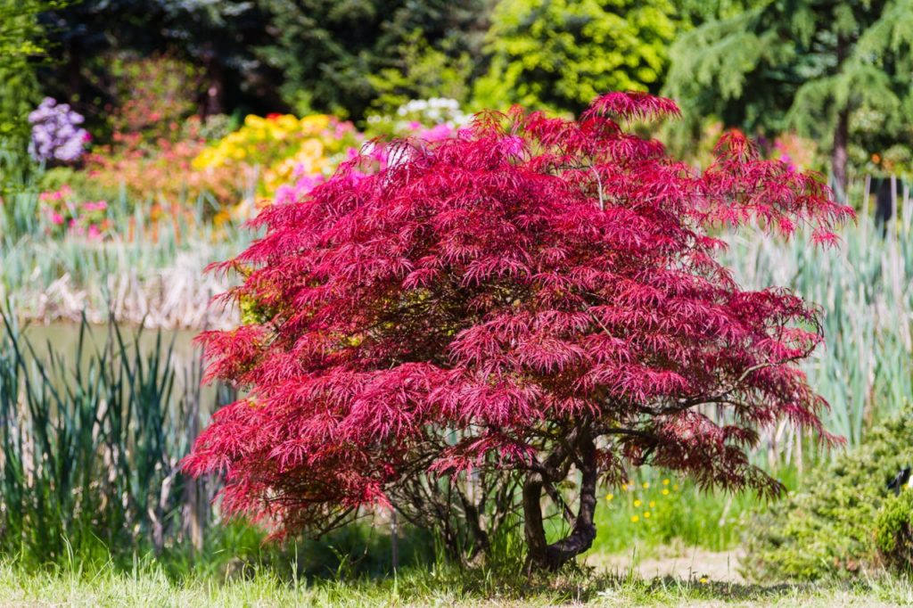 red-leaved Japanese maple tree growing in front of a colourful garden