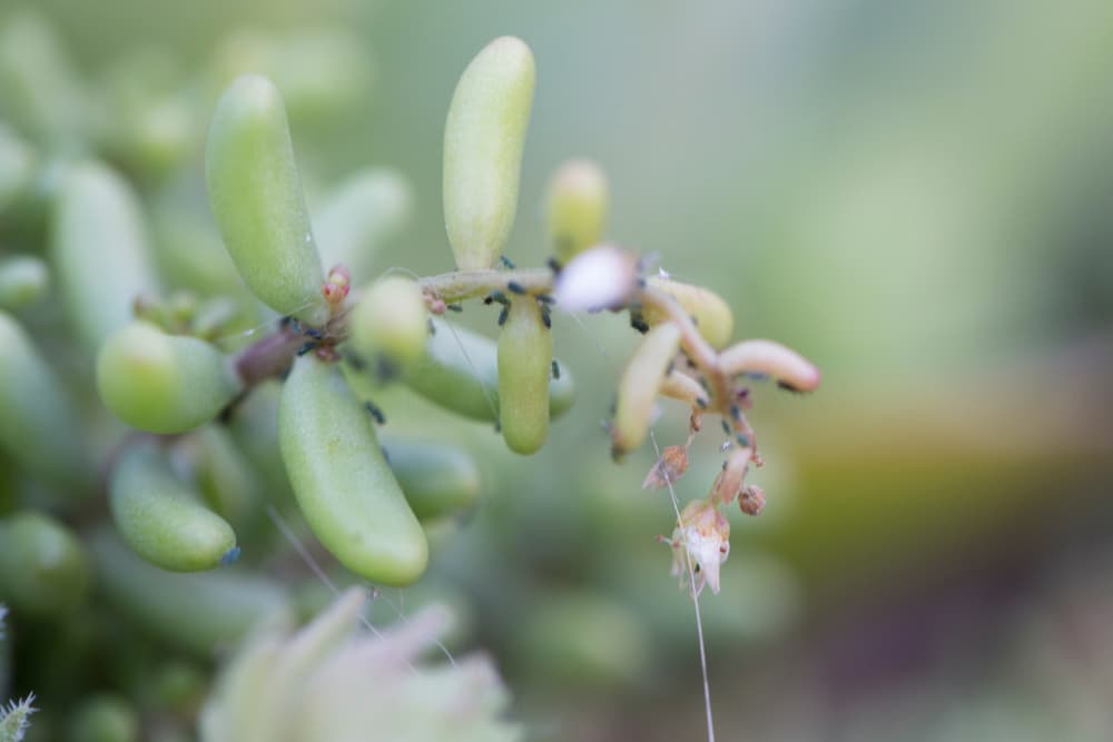 leaves of sedum reflexum covered in tiny black aphids