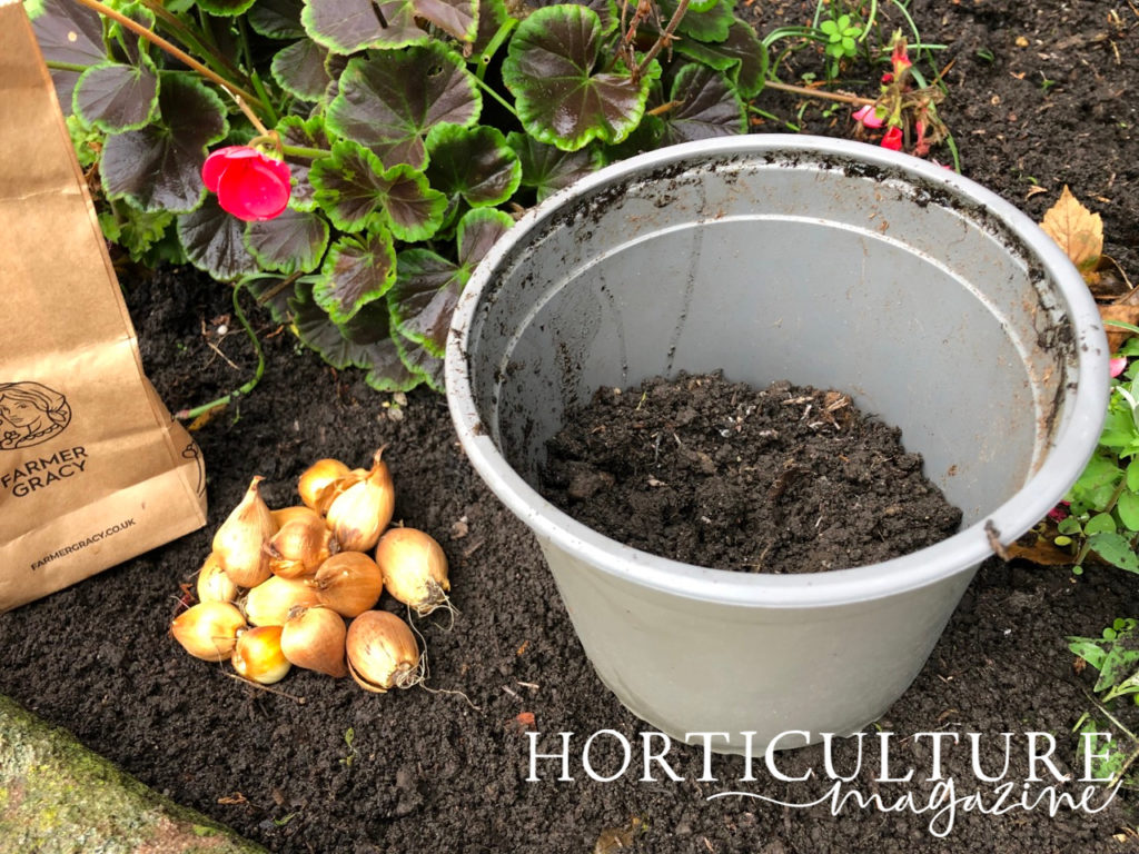 a grey container half-filled with compost next to a pile of iris bulbs with red flowering geraniums in the background