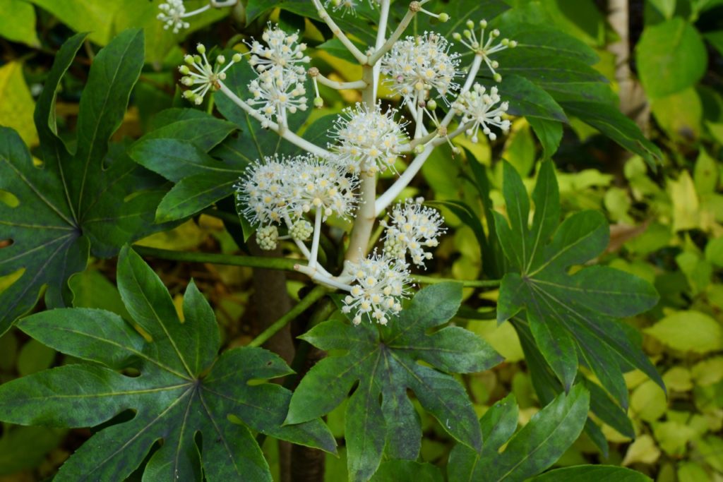 fatsia japonica shrub with star-shaped green leaves and round clusters of small white flowers