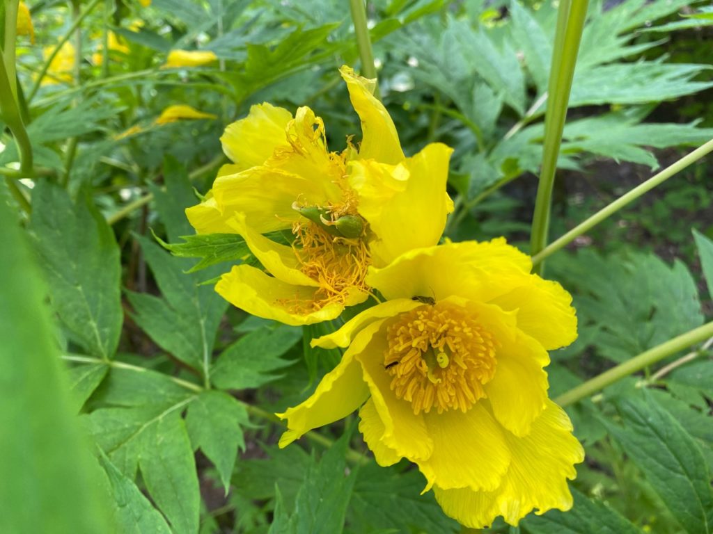 Ludlow's tree peony with frilly yellow flowers and star-shaped leaves