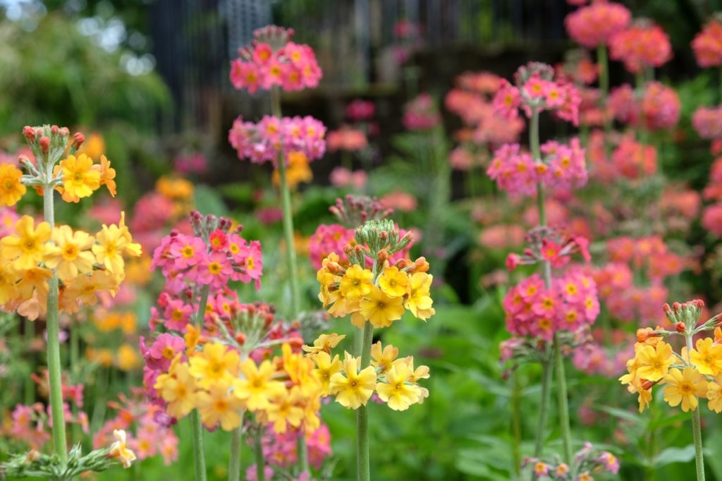green stems with pink and yellow star-shaped flowers from hybrid Primrose 'Candelabra' plants