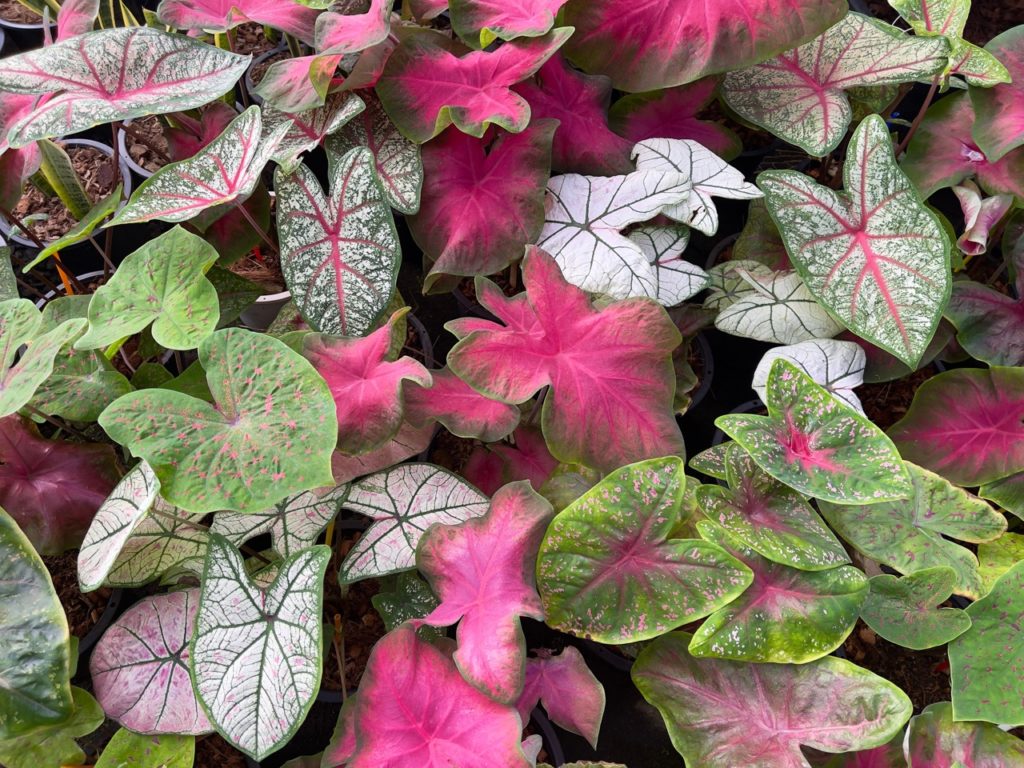 pink, white and green patterned leaves from potted caladium plants growing side by side
