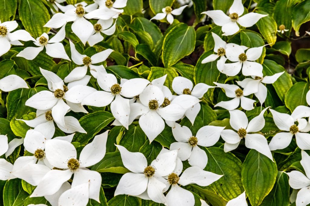 white star-shaped Chinese dogwood flowers with green and yellow leaves